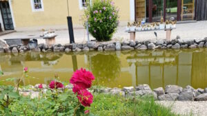 efeu-und-rosen-am-angerergut-02