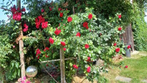 efeu-und-rosen-am-angerergut-03