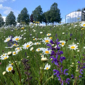 garten-der-geheimnisse-03