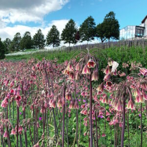 garten-der-geheimnisse-04