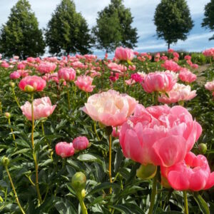 garten-der-geheimnisse-07