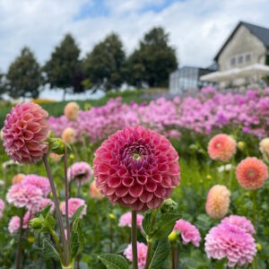 garten-der-geheimnisse-08