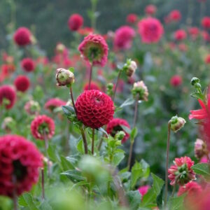 garten-der-geheimnisse-09