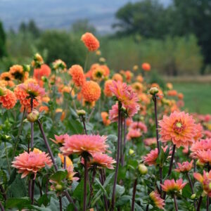 garten-der-geheimnisse-10