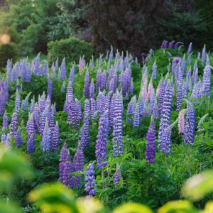 garten-der-geheimnisse-12